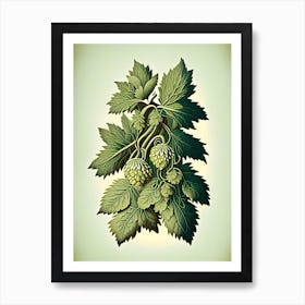 Hops Herb Vintage Botanical Art Print