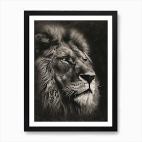 African Lion Charcoal Drawing Portrait Close Up 4 Art Print