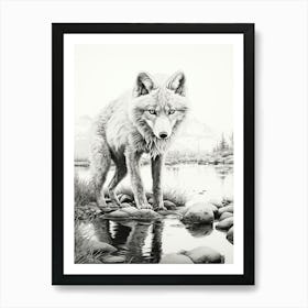 Arctic Fox Reflection Pencil Drawing 1 Art Print