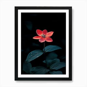 Red Flower In The Dark Art Print