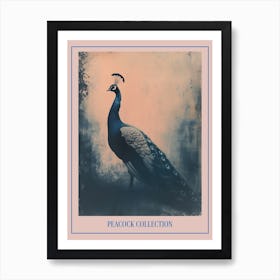 Peacock In The Wild Cyanotype Inspired 2 Poster Art Print