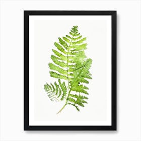 Maidenhair Spleenwort Wildflower Watercolour Art Print