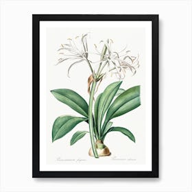 Spider Lily, Pierre Joseph Redoute Art Print