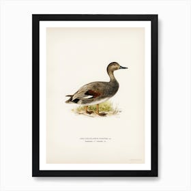 Gadwall, The Von Wright Brothers Art Print