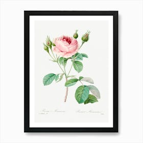 Cabbage Rose, Pierre Joseph Redoute 1 Art Print