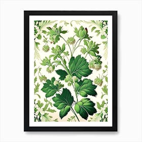 Xanthoceras Sorbifolium 1 Floral Botanical Vintage Poster Flower Art Print