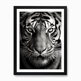 Black And White Photograph Of A Tiger's Face Art Print