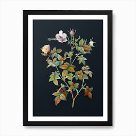 Vintage Pink Flowering Rosebush Botanical Watercolor Illustration on Dark Teal Blue n.0748 Art Print