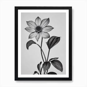 Statice B&W Pencil 1 Flower Art Print