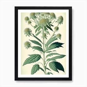 Boneset Herb Vintage Botanical Art Print