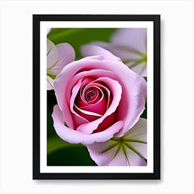 Pink Rose Affiche