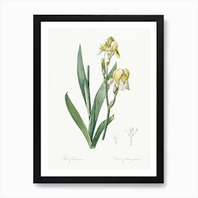 Lemonyellow Iris Illustration From Les Liliacées (1805), Pierre Joseph Redoute Art Print