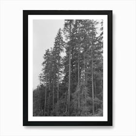 Trunks Of Trees On Holdings Of The Long Bell Lumber Company, Cowlitz County, Washington By Russell Lee Art Print