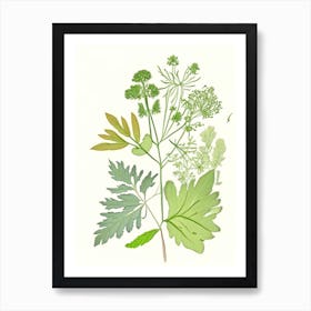 Lovage Spices And Herbs Pencil Illustration 1 Art Print