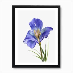 Blue Flag Iris Wildflower Watercolour 2 Art Print