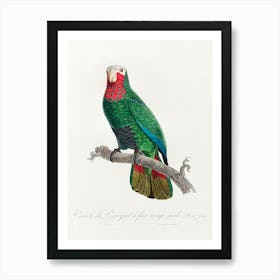 The Cuban Amazon (Amazona Leucocephala) From Natural History Of Parrots, Francois Levaillant Art Print