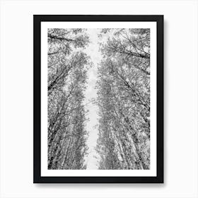 Trees In A Forest In Italy Art Print