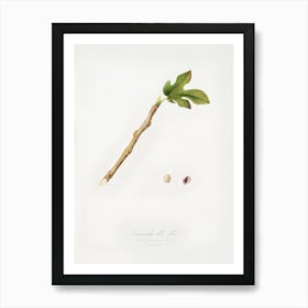 Fig (Coccus Ficus Caricae) From Pomona Italiana (1817 - 1839), Giorgio Gallesio Art Print