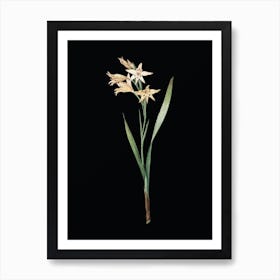 Vintage Gladiolus Cuspidatus Botanical Illustration on Solid Black n.0502 Art Print