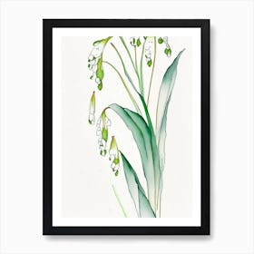 Lily Of The Valley Herb Minimalist Watercolour 2 Art Print