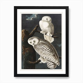 Snowy Owl, Birds Of America, John James Audubon Art Print