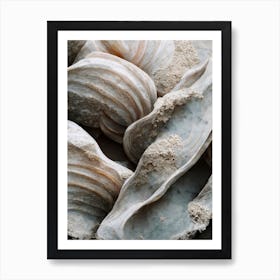 Sea Shell Detail No 2 Art Print