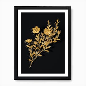 Vintage Vintage Rosa Persica Botanical in Gold on Black Art Print