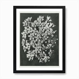 Swamp Milkweed (1928), Karl Blossfeldt Art Print