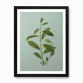 Vintage Grey Willow Botanical Art on Mint Green n.0084 Art Print