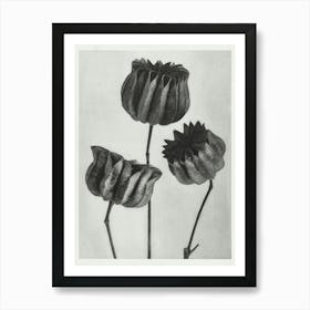 Abutilon (Lime Mallow) (1928), Karl Blossfeldt Art Print