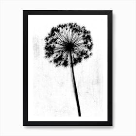 White black single allium Art Print