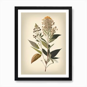 Boneset Spices And Herbs Retro Drawing 2 Art Print