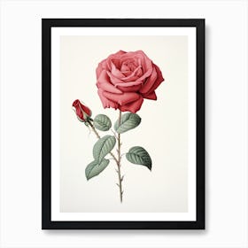 Roses Flower Vintage Botanical 1 Art Print