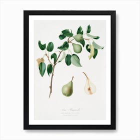 Pear (Pyrus Mendax) From Pomona Italiana (1817 1839), Giorgio Gallesio Art Print