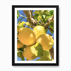 Lemon fruits hanging on tree branch with sunny blue sky background Art Print