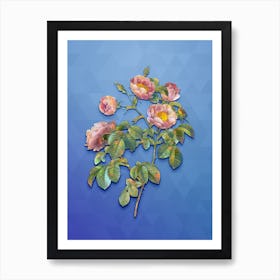 Vintage Tomentose Rose Botanical Art on Blue Perennial n.0090 Art Print