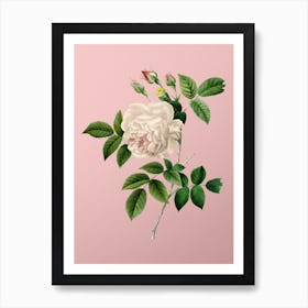 Vintage Rosa Indica Botanical on Soft Pink Art Print