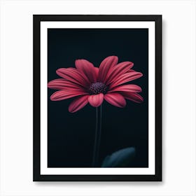 Gerbera Daisy 10 Art Print