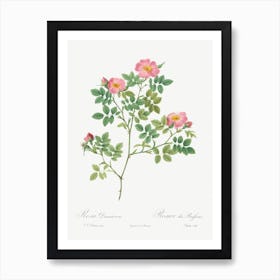 Corymb Rose, Pierre Joseph Redoute Art Print