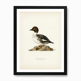 Goldeneye Male, The Von Wright Brothers Art Print