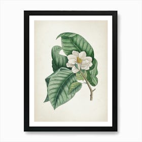 Vintage Catesby 2 Magnolia Parvus Art Print