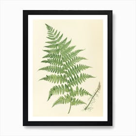 Vintage Illustration Lady Fern 1 Art Print