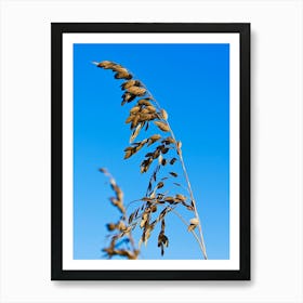 Sea Oats In The Wind Art Print