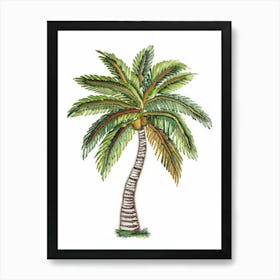 Palm Tree 39 Art Print