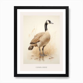 Vintage Bird Drawing Canada Goose 3 Poster Art Print