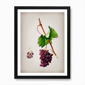 Vintage Grape Barbarossa Botanical on Parchment n.0059 Art Print