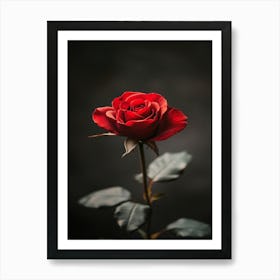 Red Rose On Black Background 71 Art Print