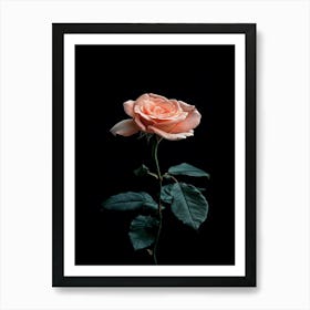 Pink Rose On Black Background 67 Art Print