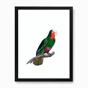 Vintage Cuban Amazon Parrot Bird Illustration on Pure White 1 Art Print