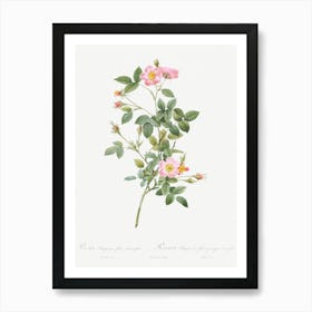 Pale Pink Pompon Rose, Pierre Joseph Redoute Art Print